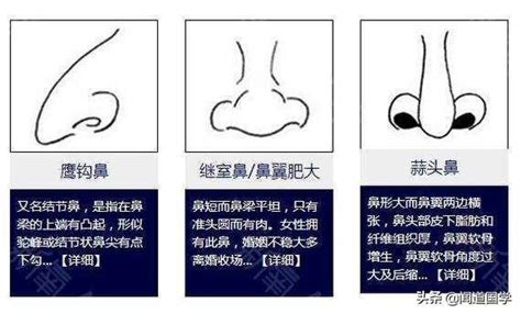 鼻子面相学|面相學之鼻型解析、全面解讀鼻子與命運